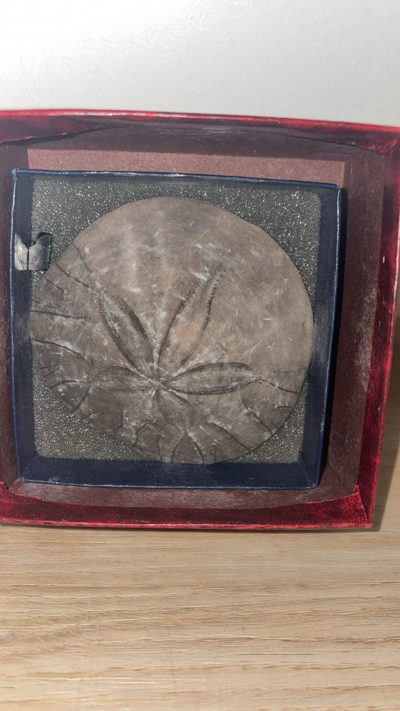 Vintage Fossilized Sand Dollar Specimen