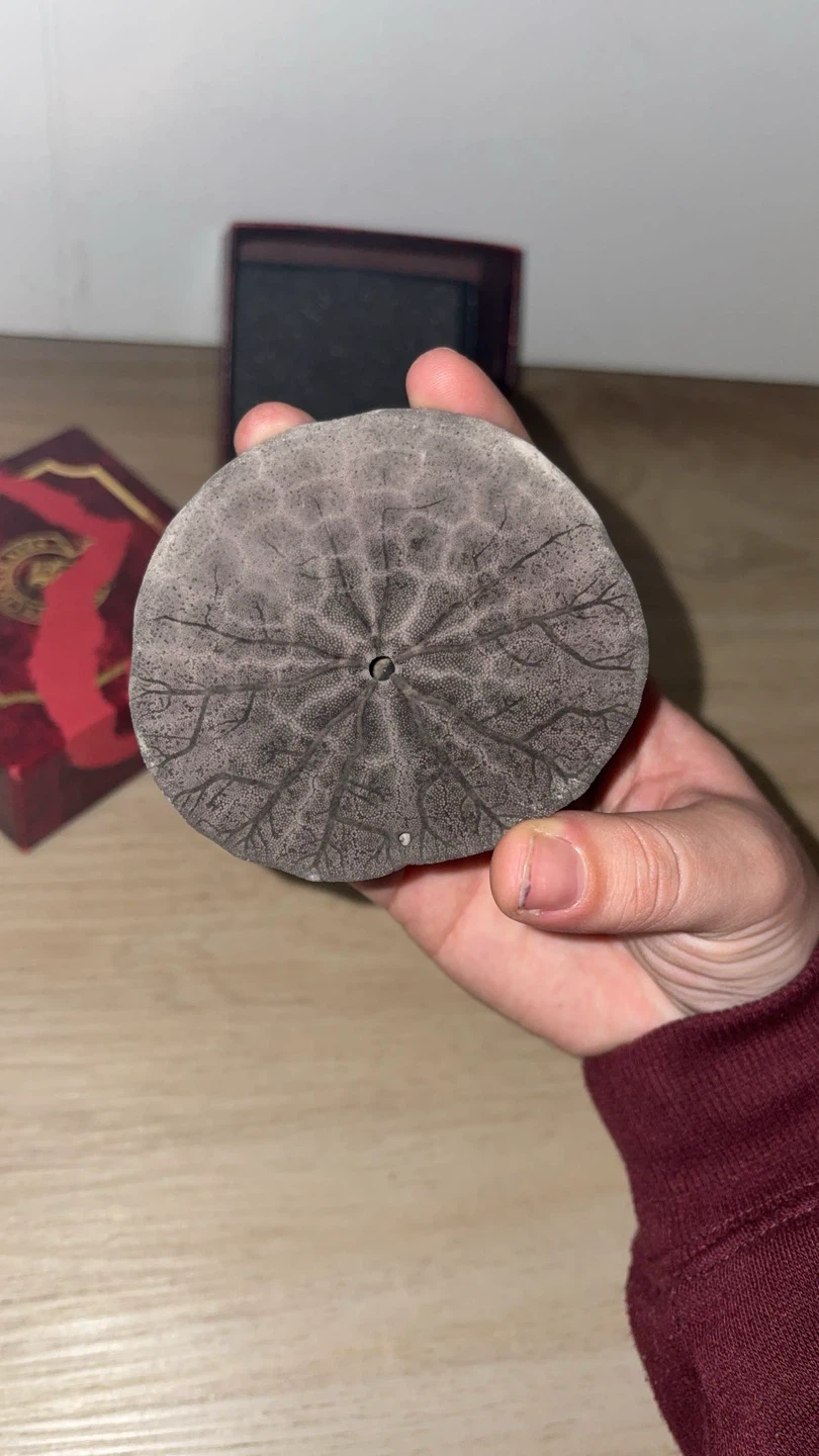 Vintage Fossilized Sand Dollar Specimen - photo 3
