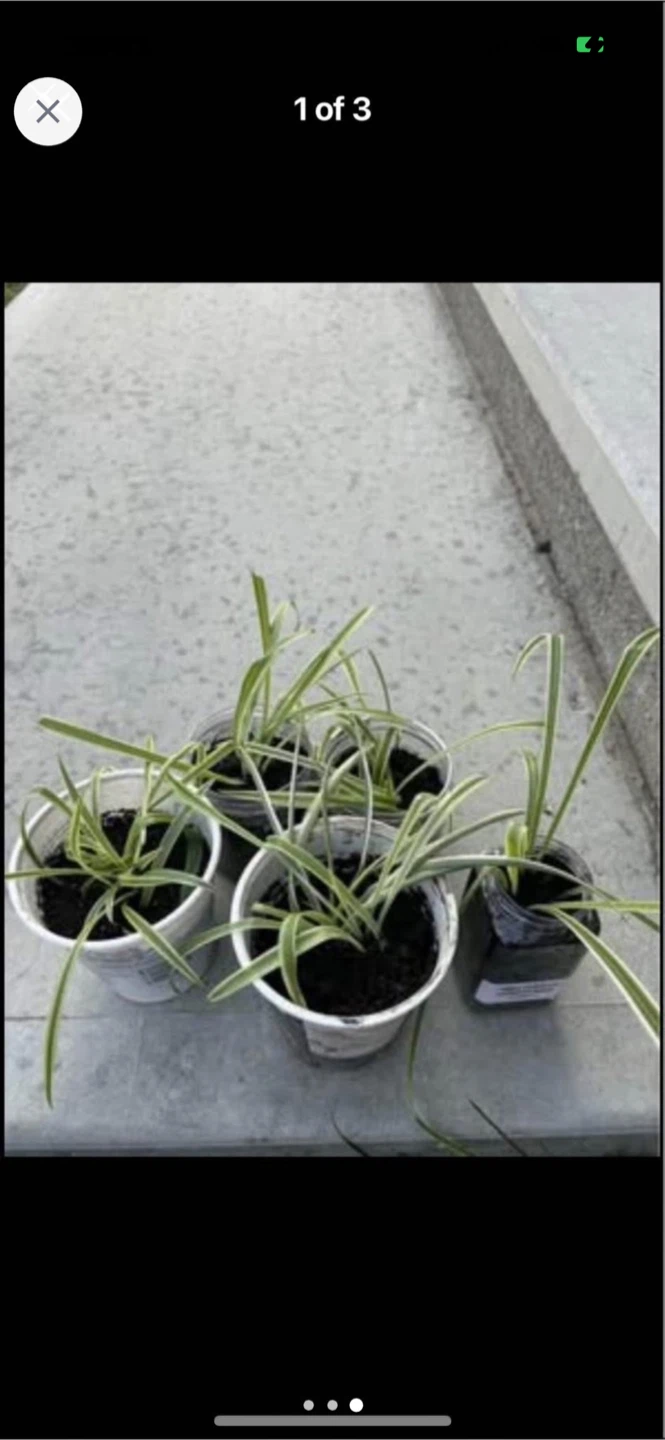 Spider Plant Potted ( make an offer) - photo 2