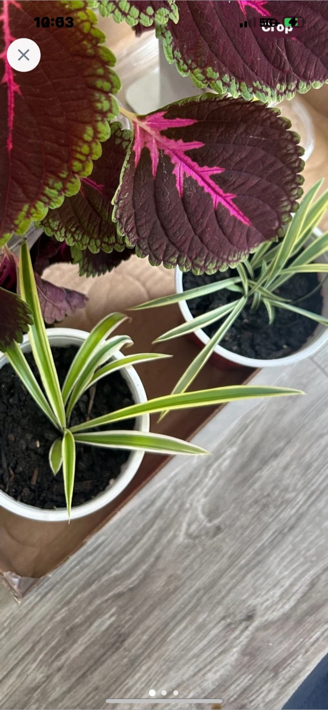 Spider Plant Potted ( make an offer)