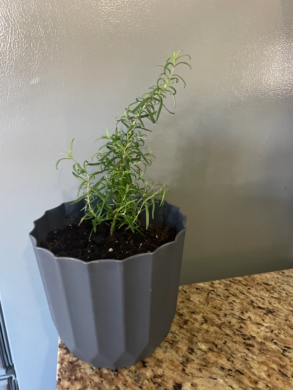 Potted rosemary plant