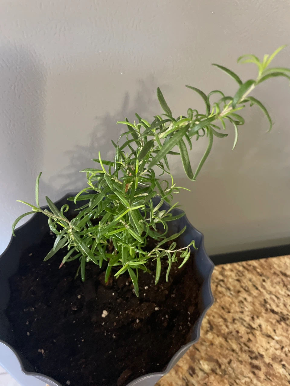 Potted rosemary plant - photo 2