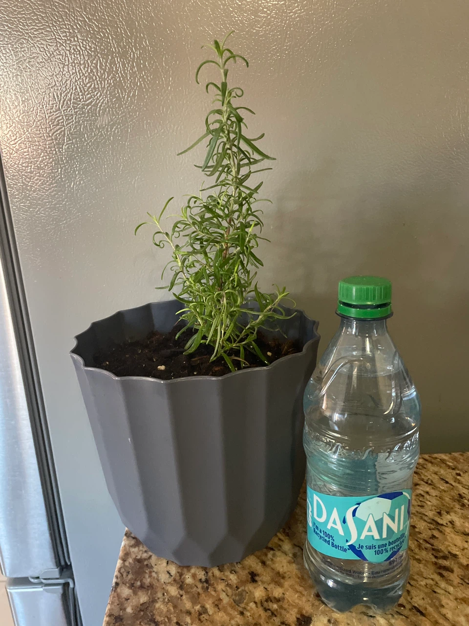 Potted rosemary plant - photo 3