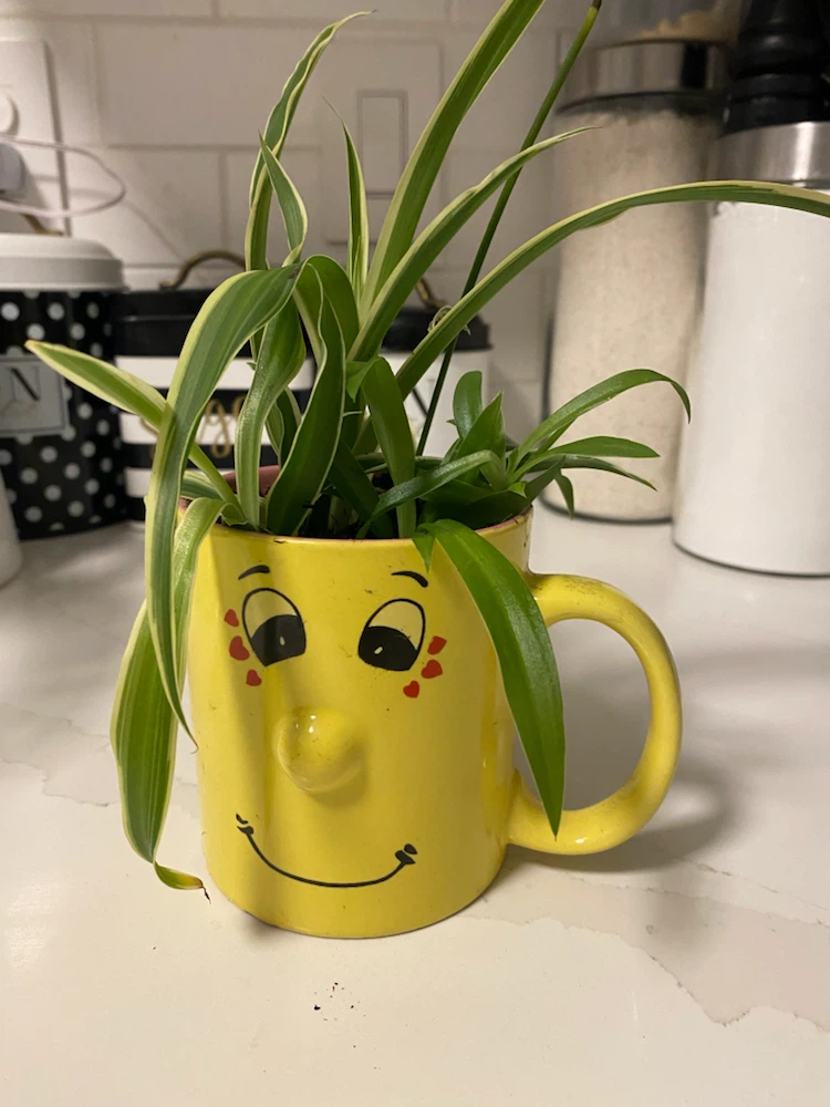 Spider Plant in Novelty Yellow Face Mug