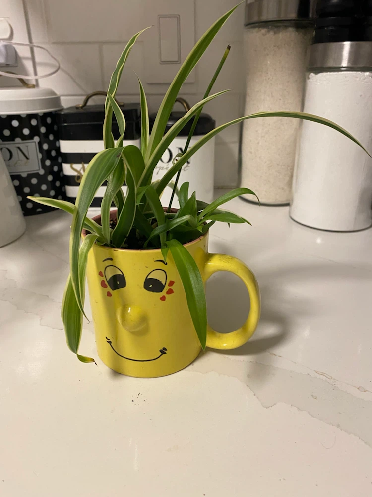 Spider Plant in Novelty Yellow Face Mug - photo 3