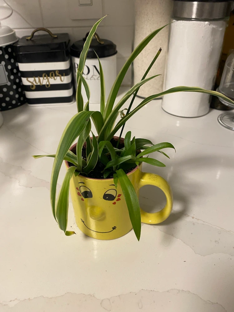 Spider Plant in Novelty Yellow Face Mug - photo 4