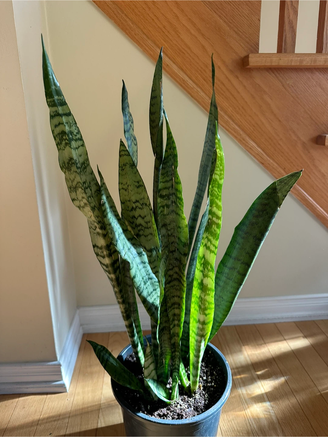 Snake Plant Sansevieria