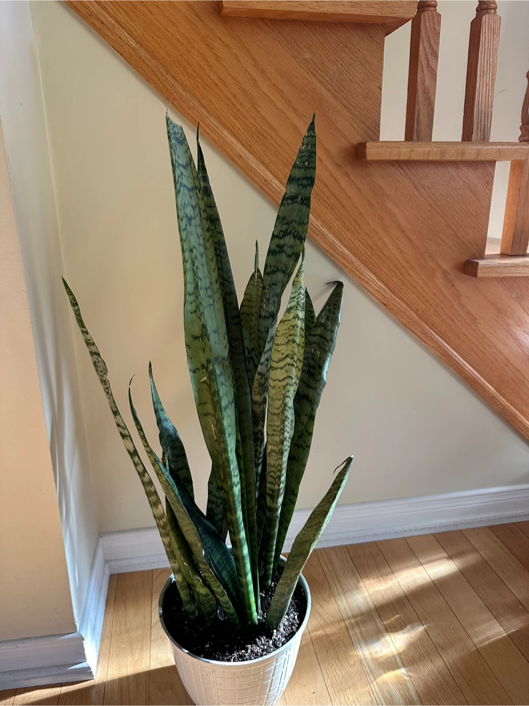 Large Snake Plant in White Pot