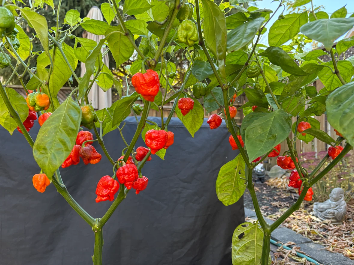 10 Carolina Reaper peppers - photo 2