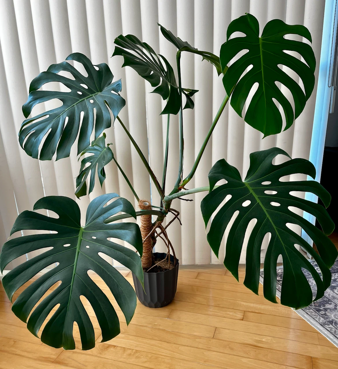 Large, healthy Monstera Deliciosa plant