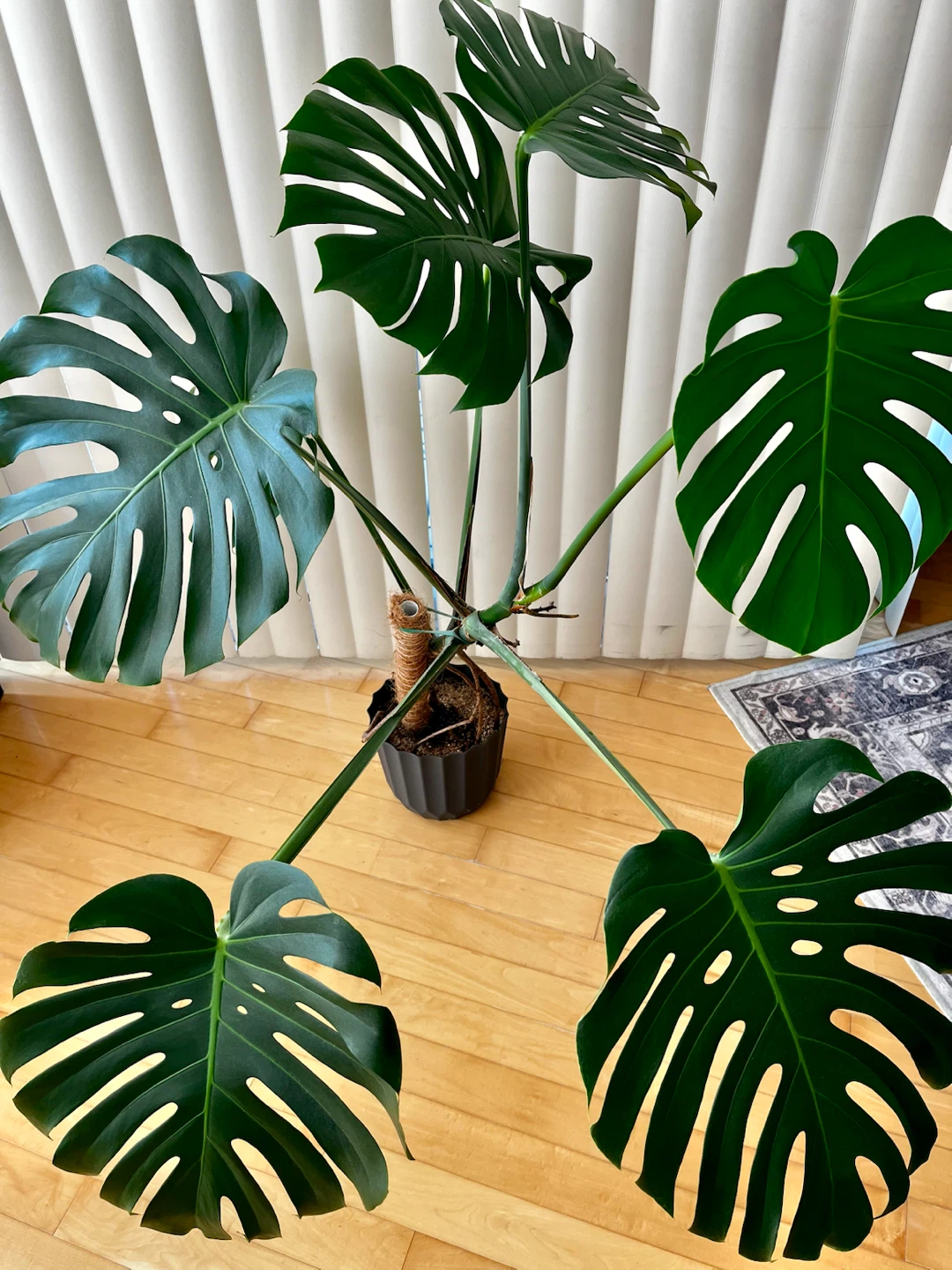 Large, healthy Monstera Deliciosa plant - photo 2