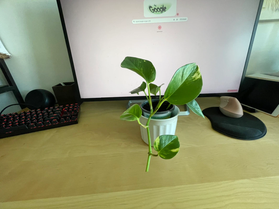Pothos plant
