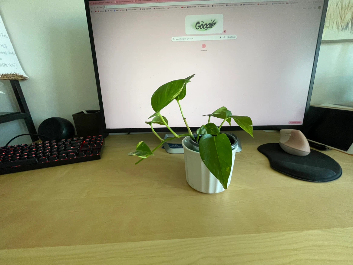 Pothos plant - photo 2