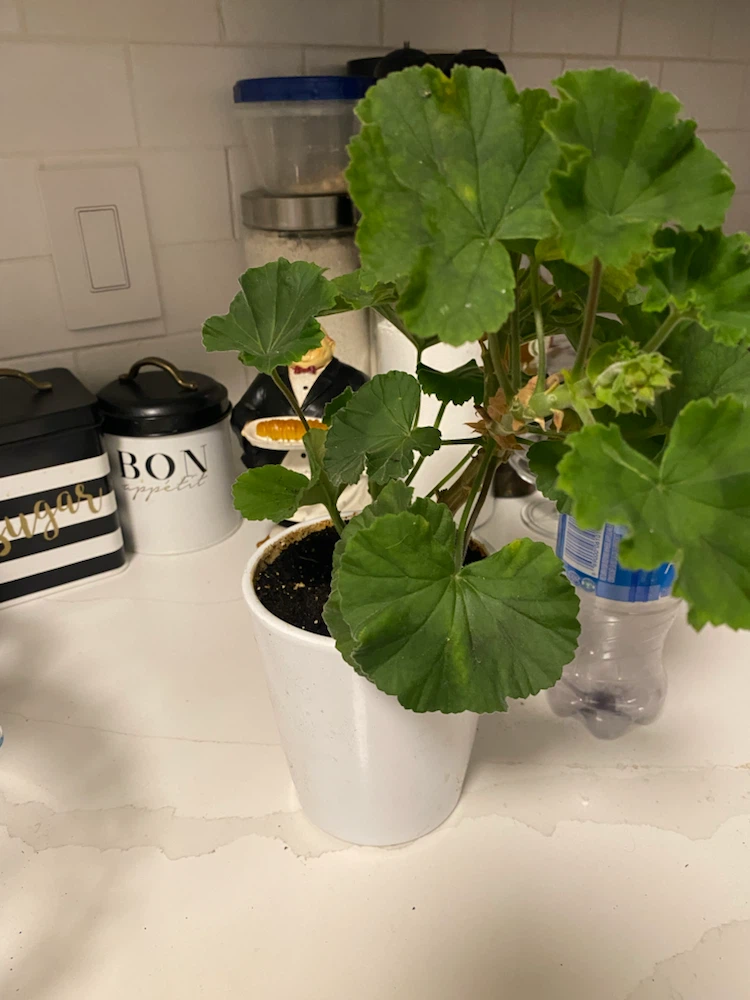 Potted Geranium Houseplant