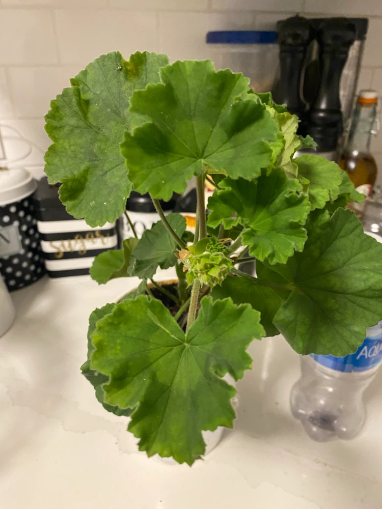 Potted Geranium Houseplant - photo 2