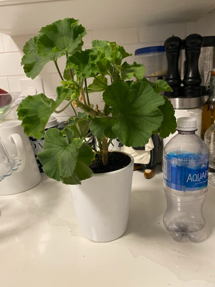 Potted Geranium Houseplant - photo 3