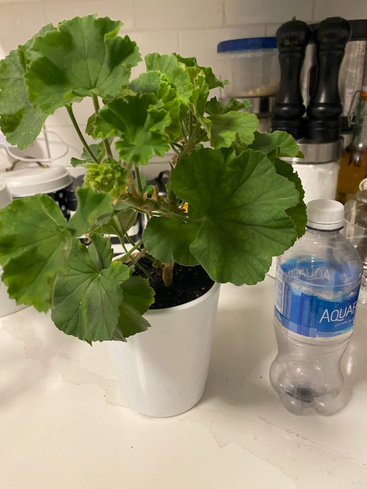Potted Geranium Houseplant - photo 4