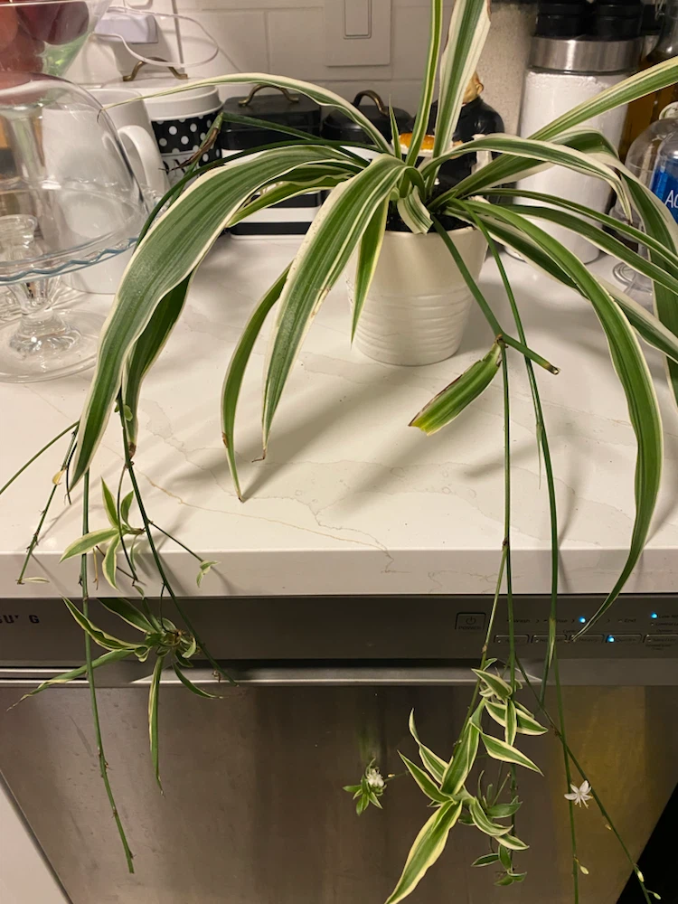 Variegated Spider Plant in White Pot