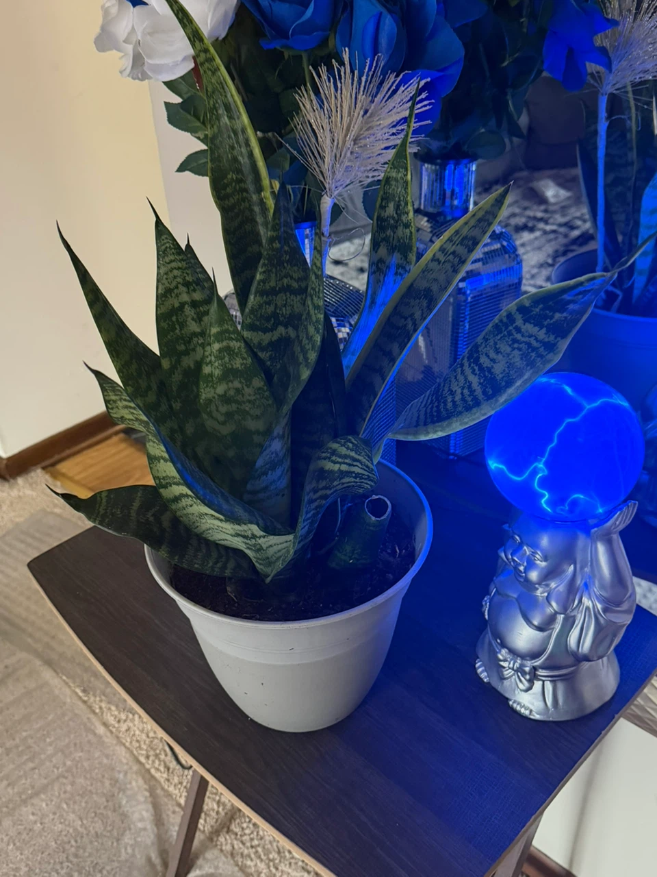 Snake Plant in White Pot