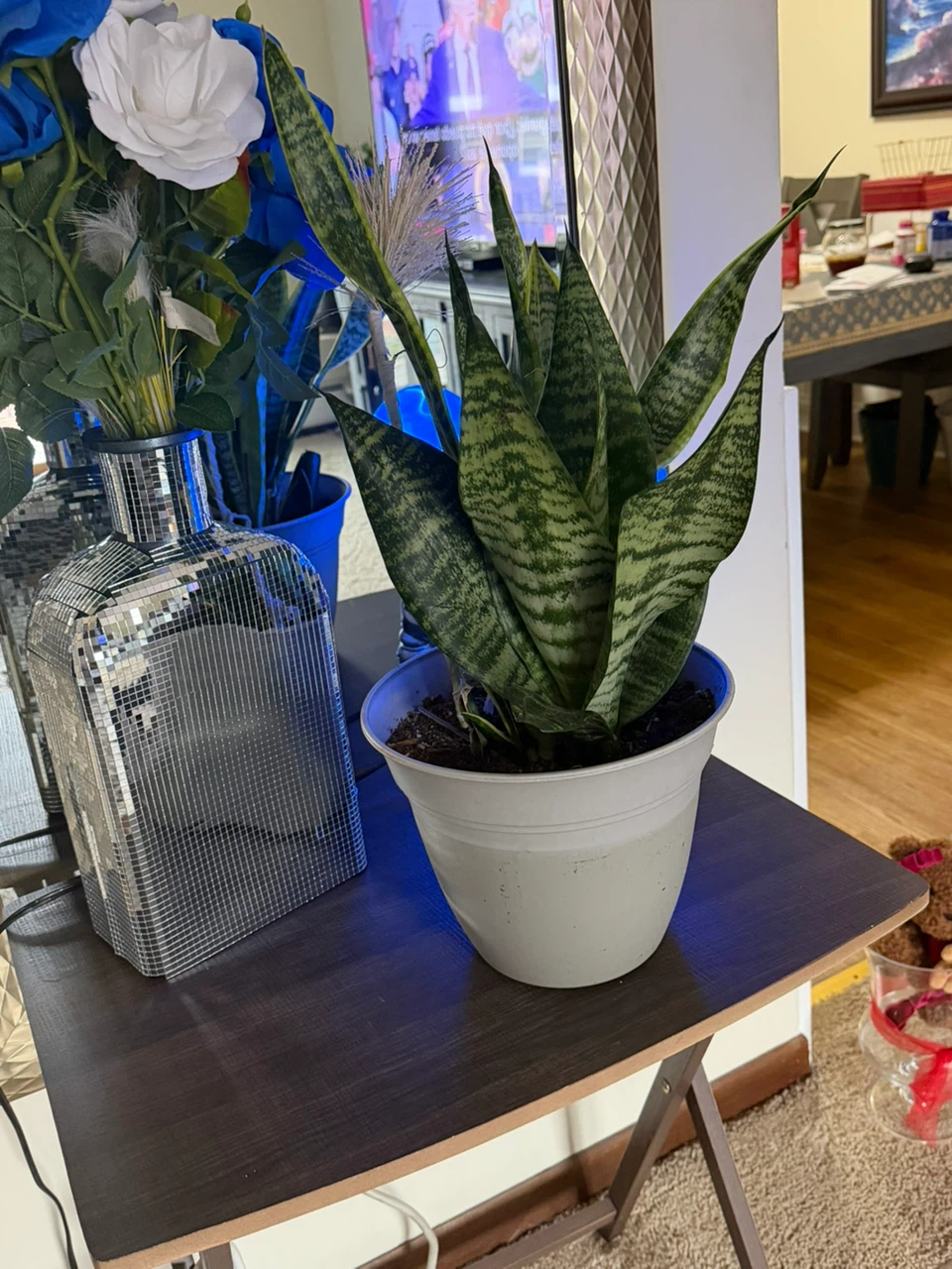 Snake Plant in White Pot - photo 2