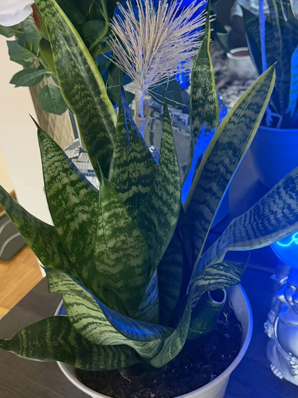 Snake Plant in White Pot - photo 3