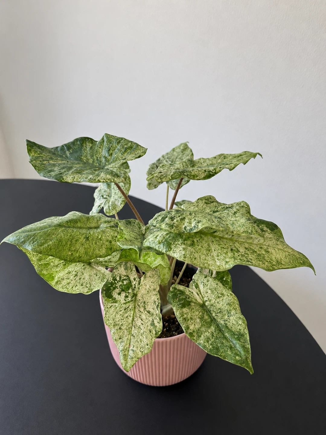 Alocasia Odora Variegated 5”