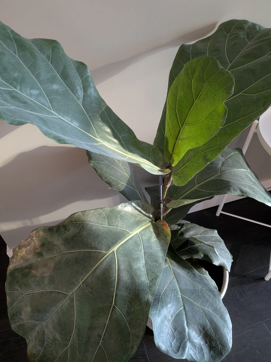 Fiddle leaf fig plant - Medium size - photo 2