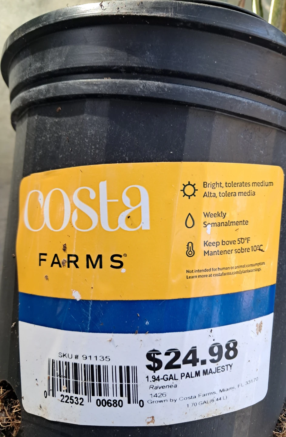 Costa Farms Majesty Palm - photo 4