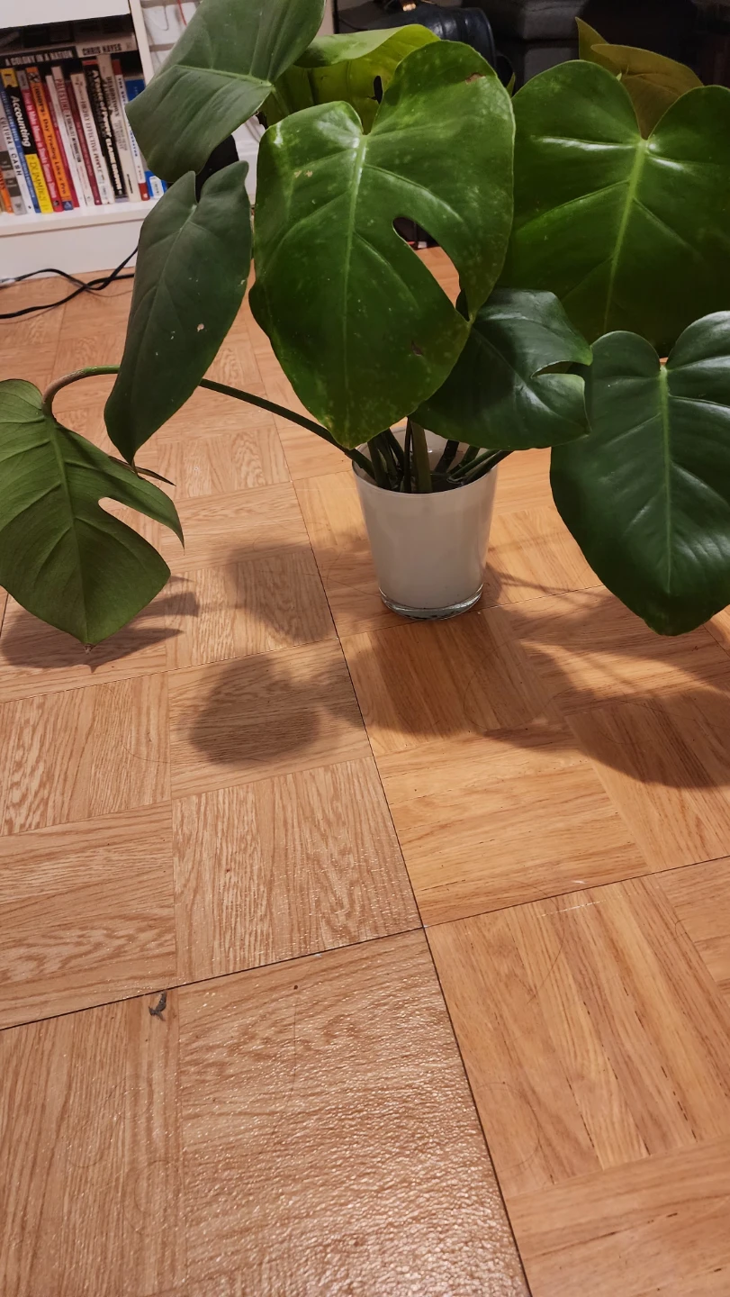 Monstera Plant in white vase - photo 3