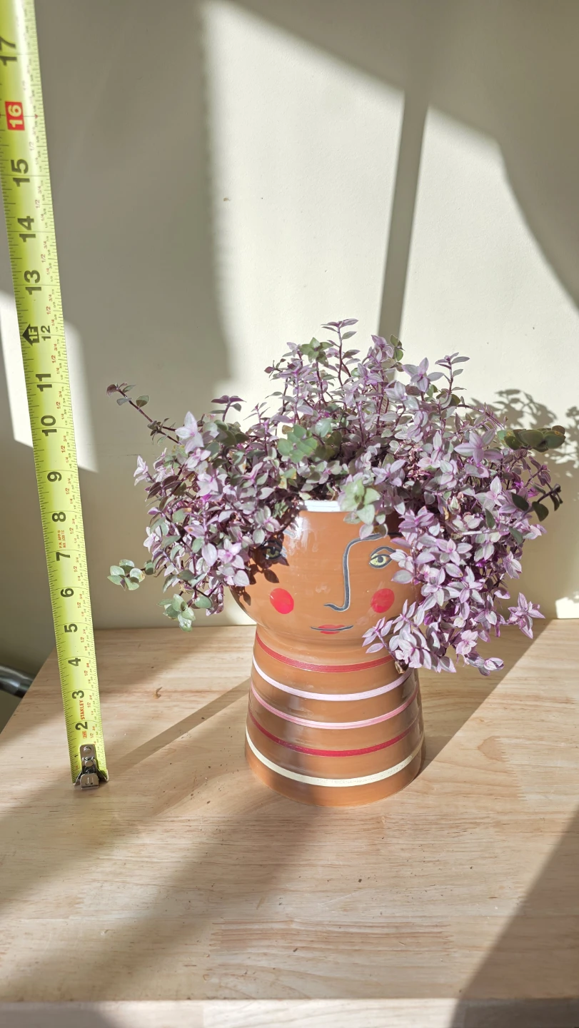 Cute pink panther plant in face pot - photo 2