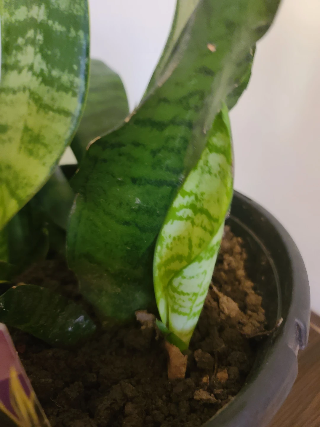 [Moving Sale] Well-Grown 4-in-1 Snake Plant with Pot - photo 2