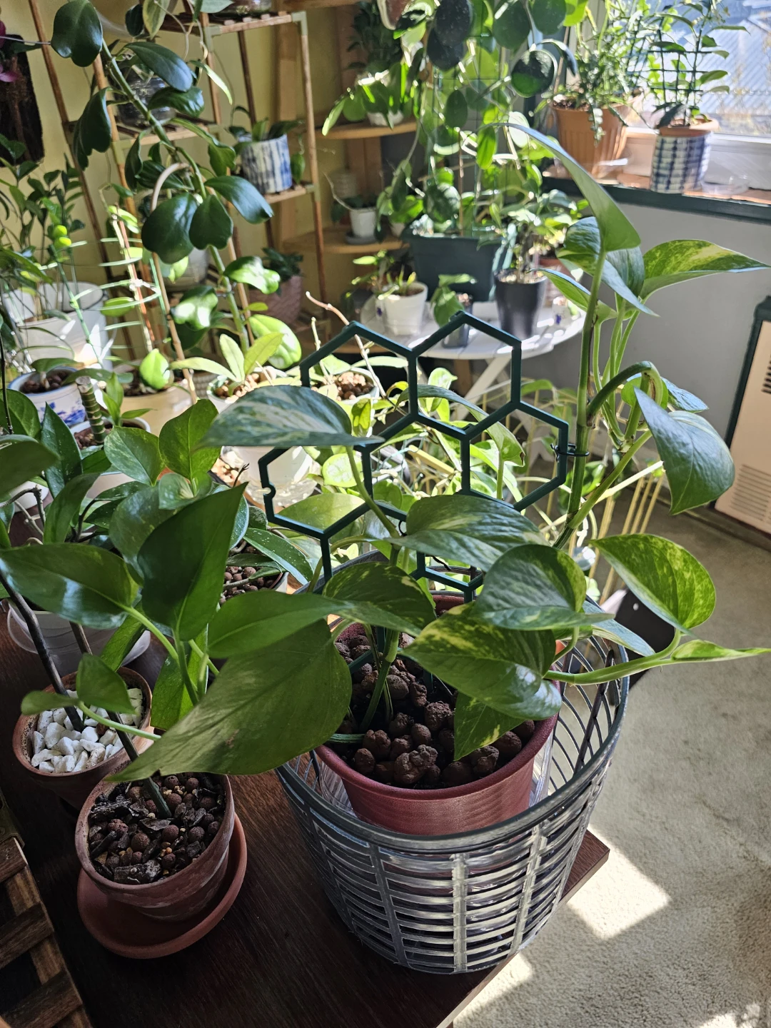 Golden Pothos with Hexagonal Trellis - photo 2