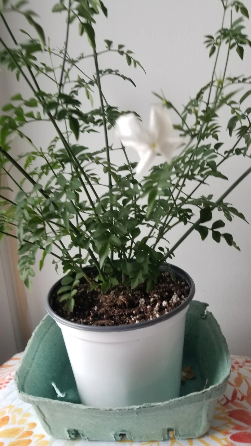 Jasmine Plant ( Read Description )