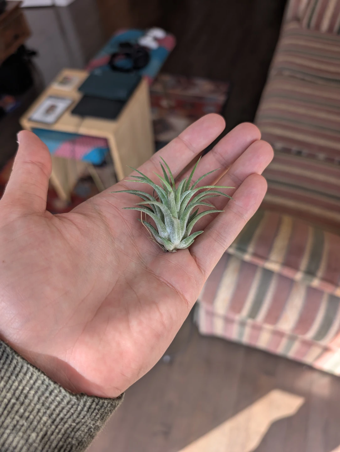 Air plant houseplant - photo 2