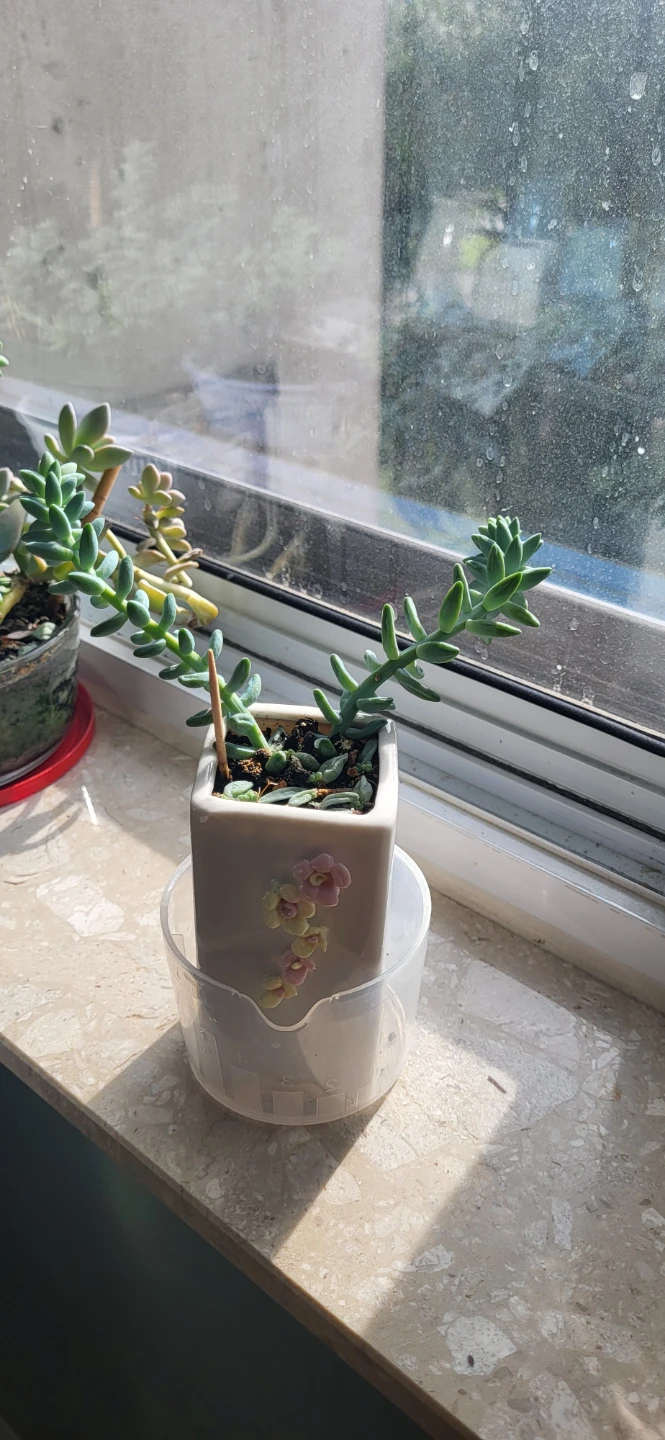 Burro's Tails in ceramic pot - photo 5