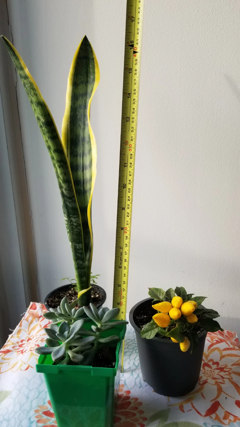 Set of Three Assorted Houseplants - photo 4