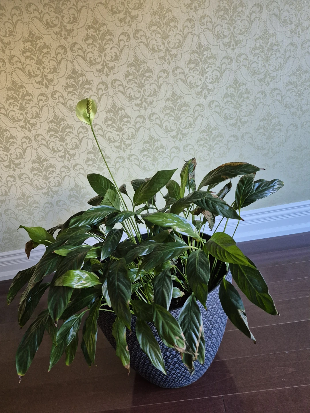 Large Peace Lily Plant with Decorative Pot