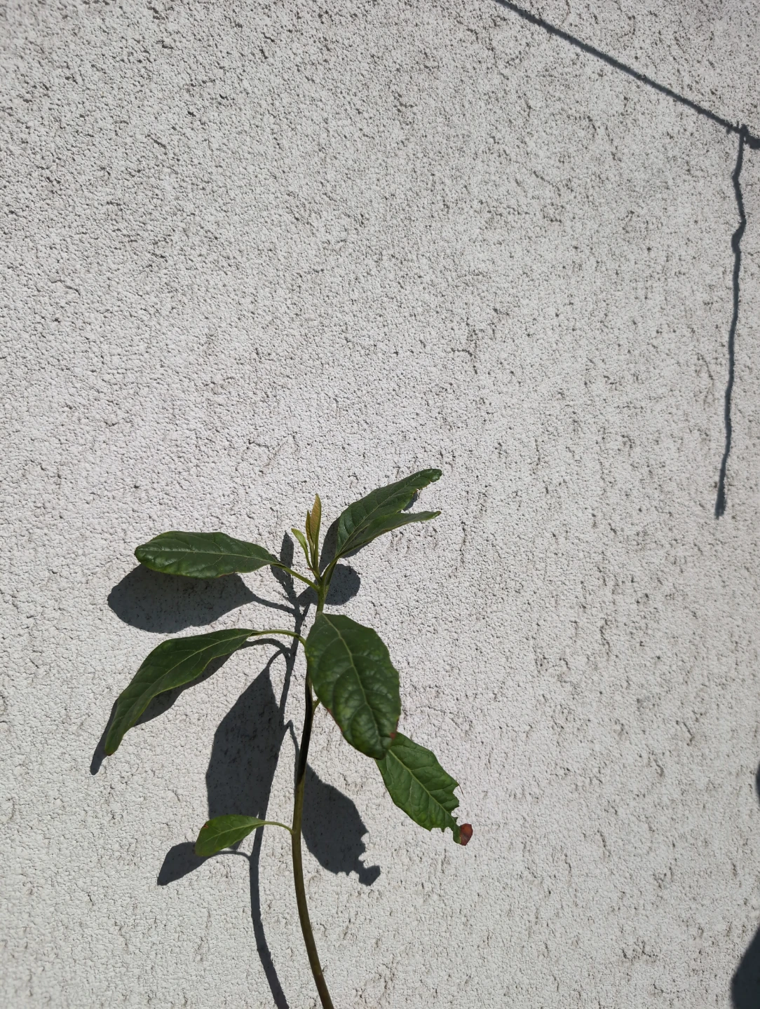 Young Avocado Plant - photo 2
