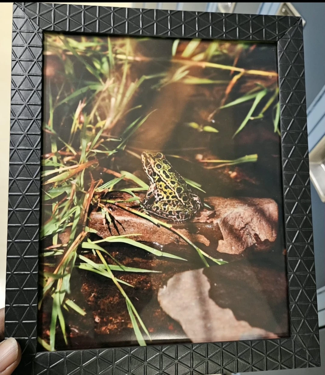 Framed Frog Nature Photograph