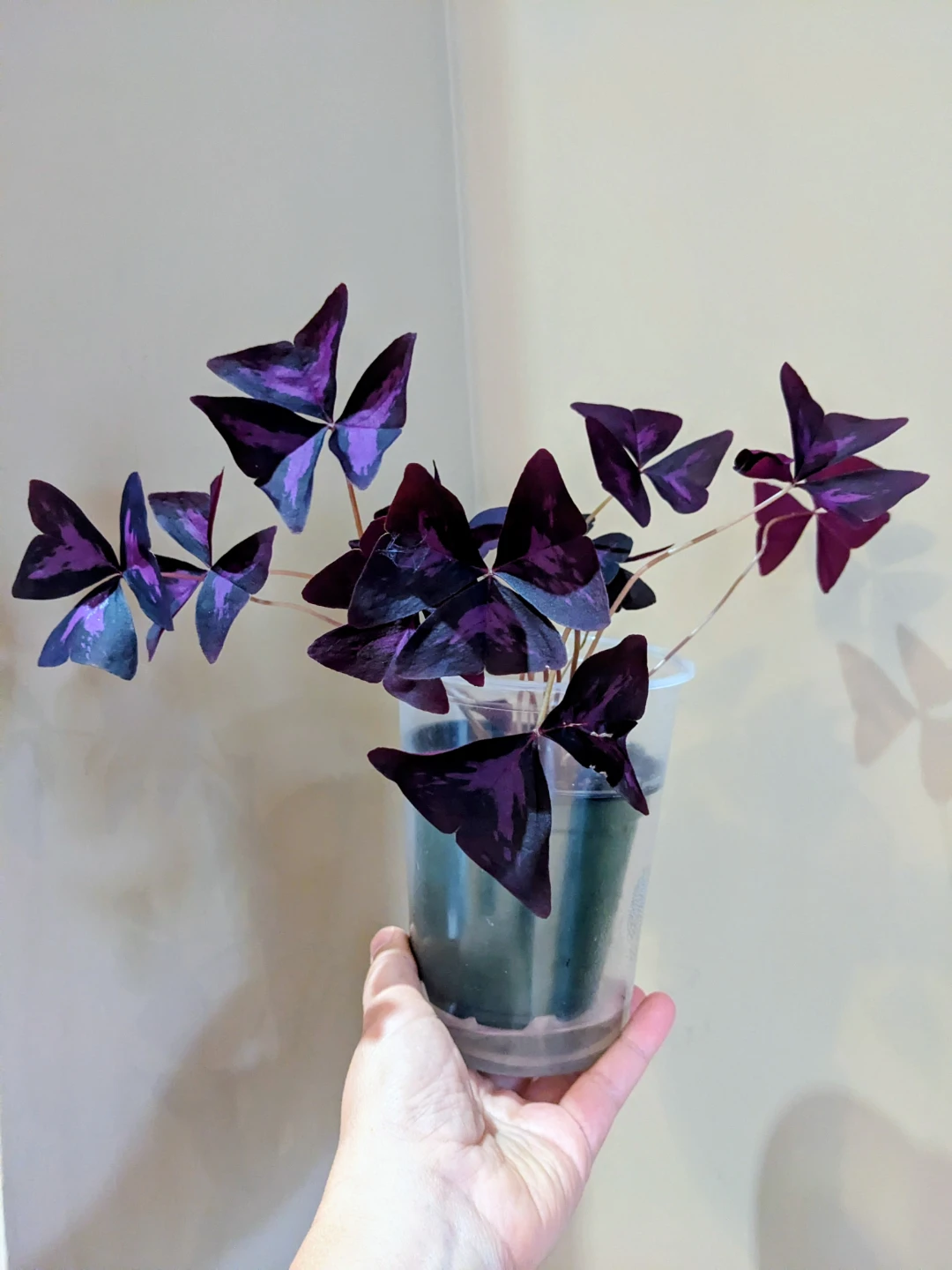 INDOOR / HOUSEPLANT OXSALIS / BUTTERFLY - photo 3