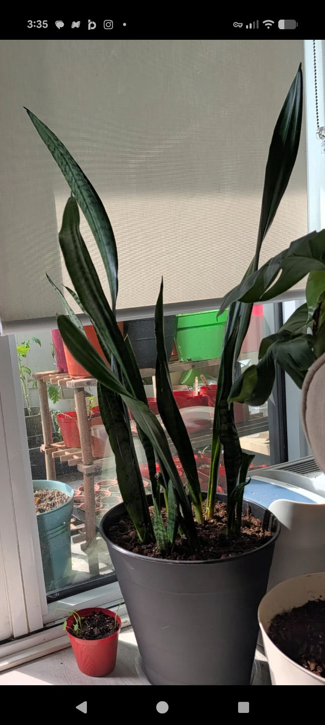 Assorted Indoor Houseplants