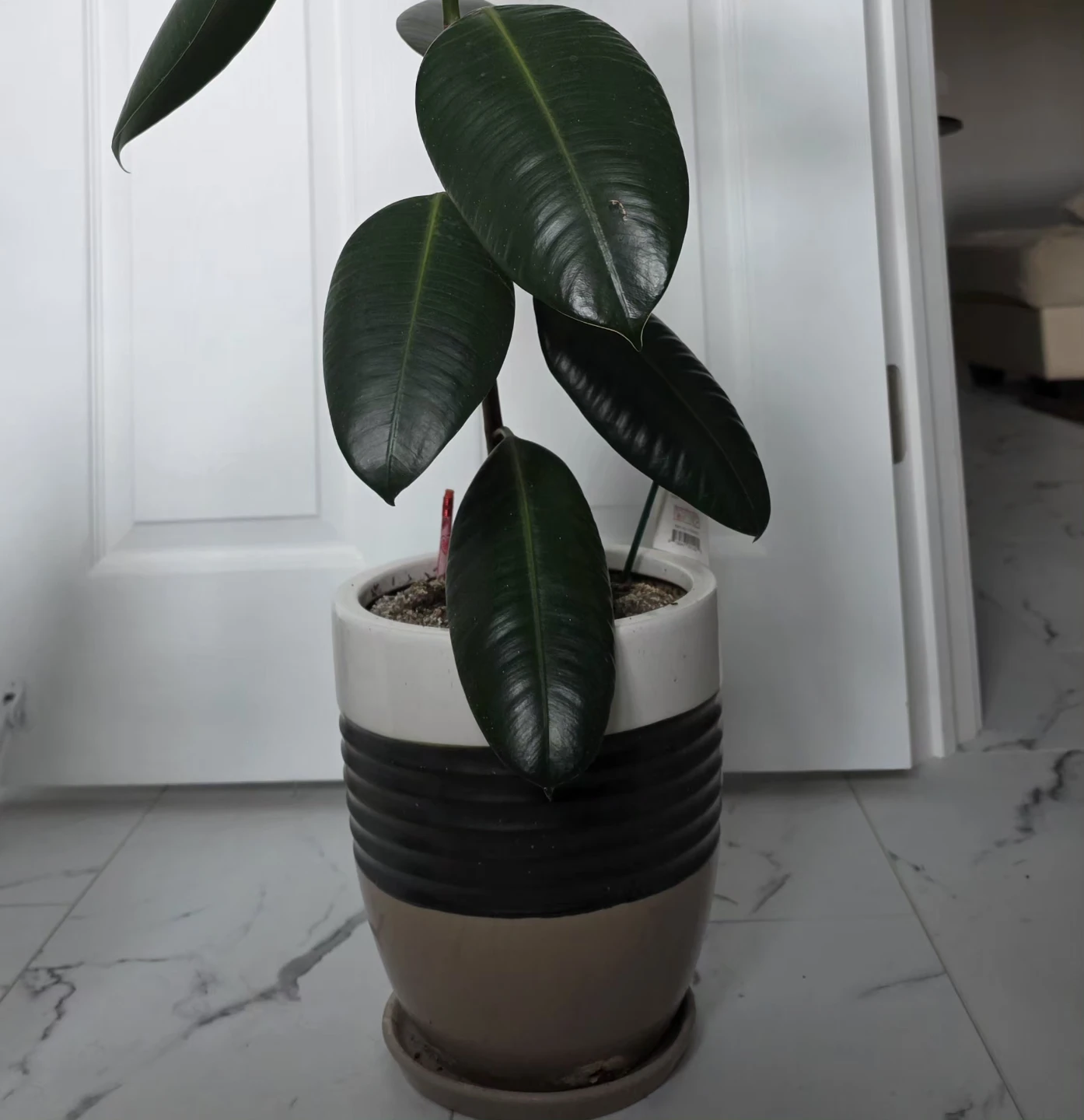 Rubber Plant in Two-Tone Ceramic Pot - photo 2