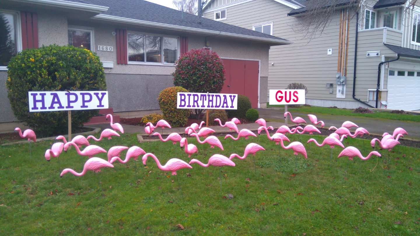 Wake Up To A Huge Pink Flamingo Flock Surprise - photo 4