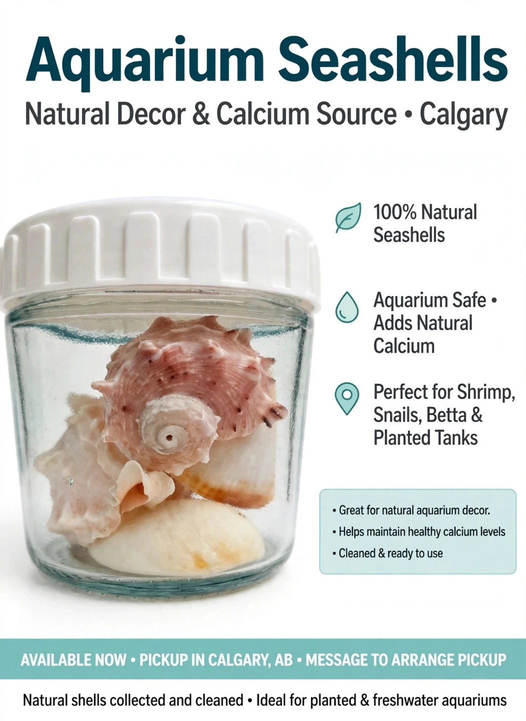 Natural Aquarium Seashells