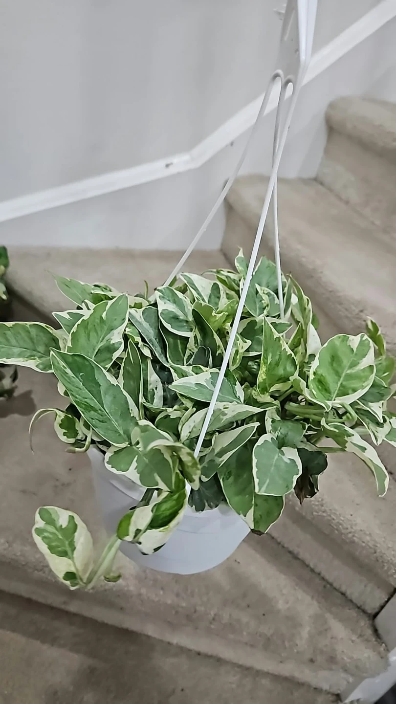 Variegated N'Joy Pothos in Hanging Basket