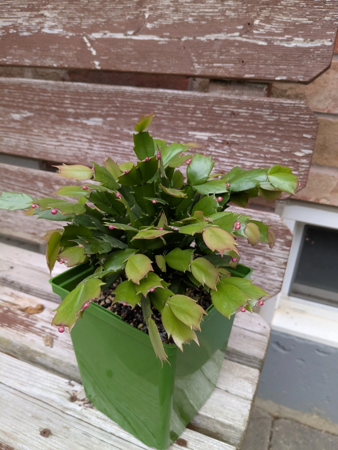 Schlumbergera Christmas Cactus