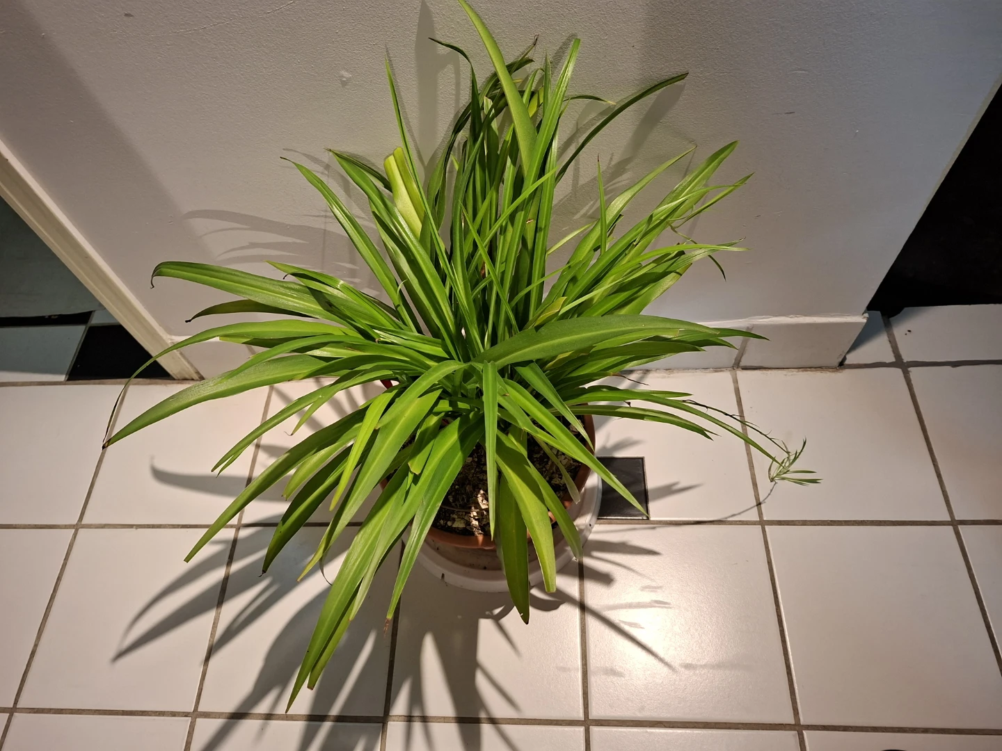 Large Spider Plant in Pot