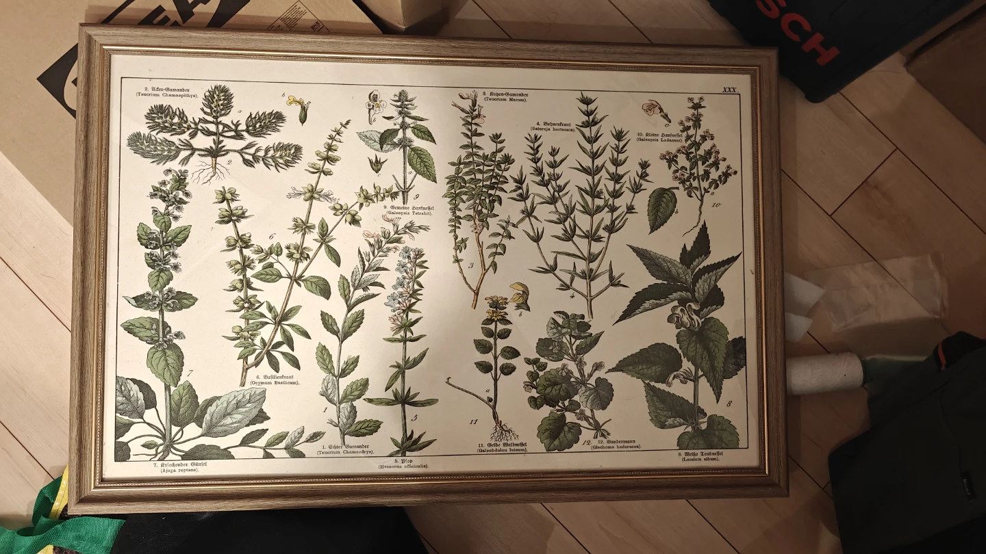 Framed Botanical Herb Poster