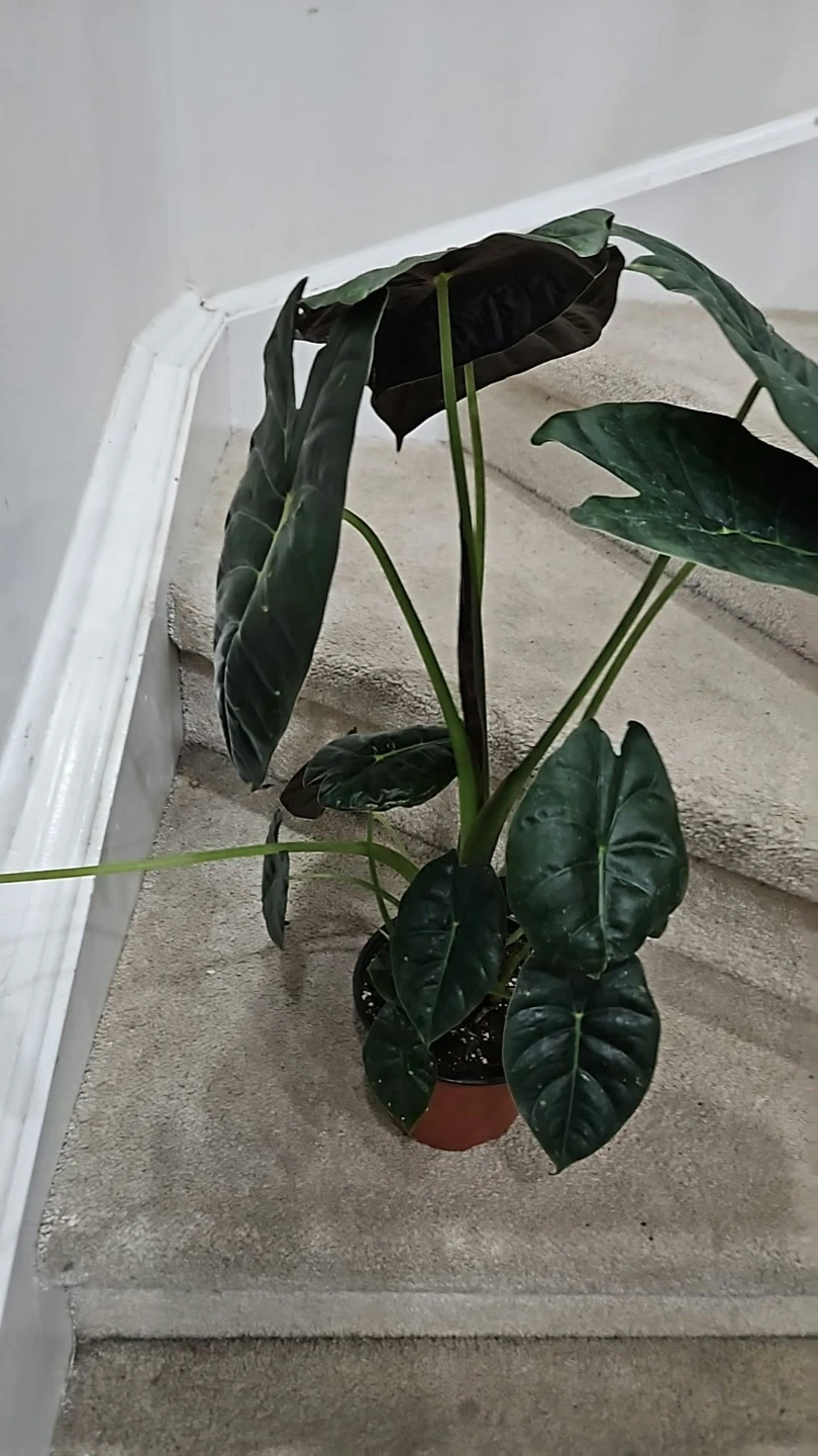 Alocasia in 6" pot