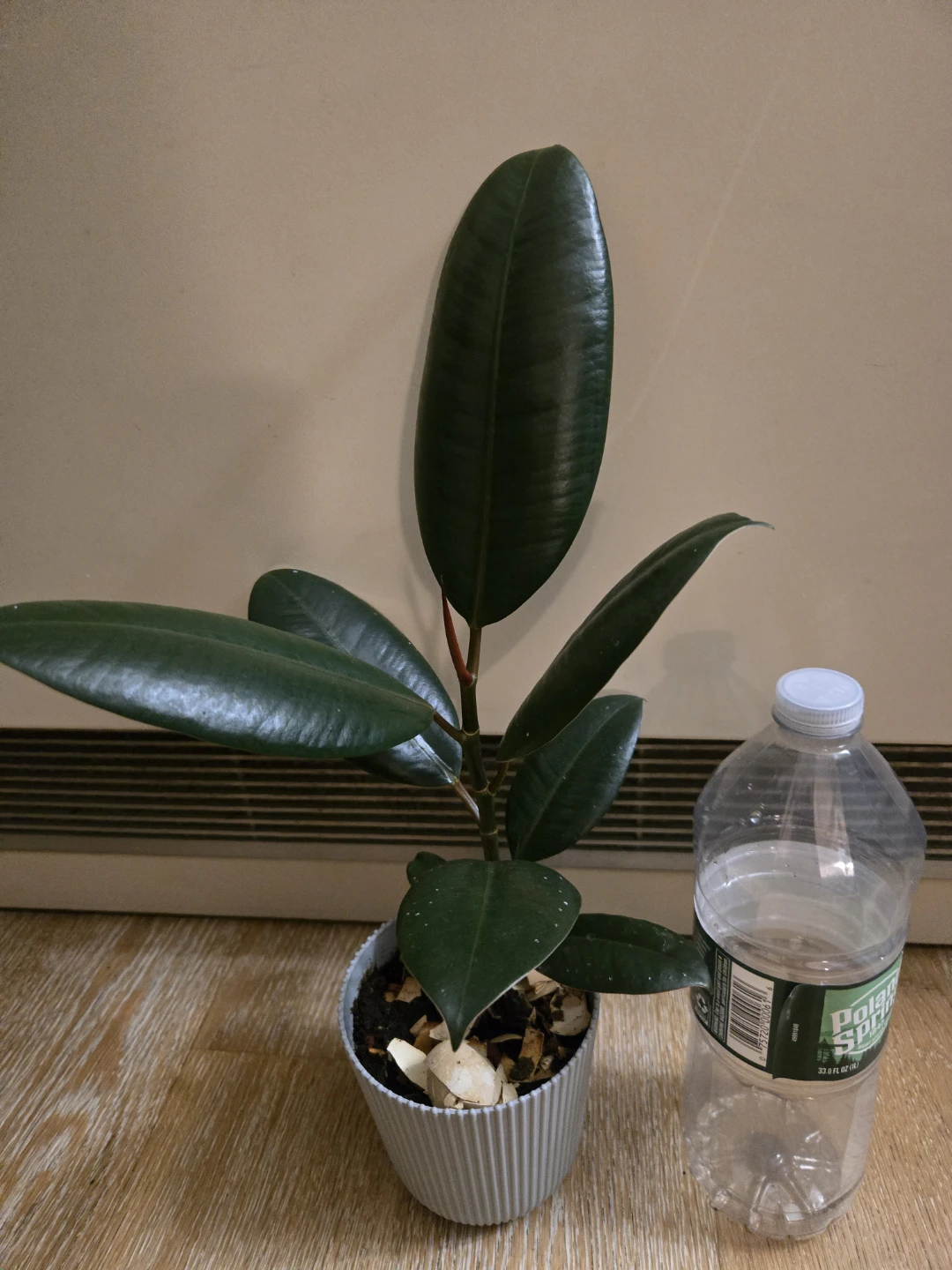 Rubber plant in gray pot - photo 2
